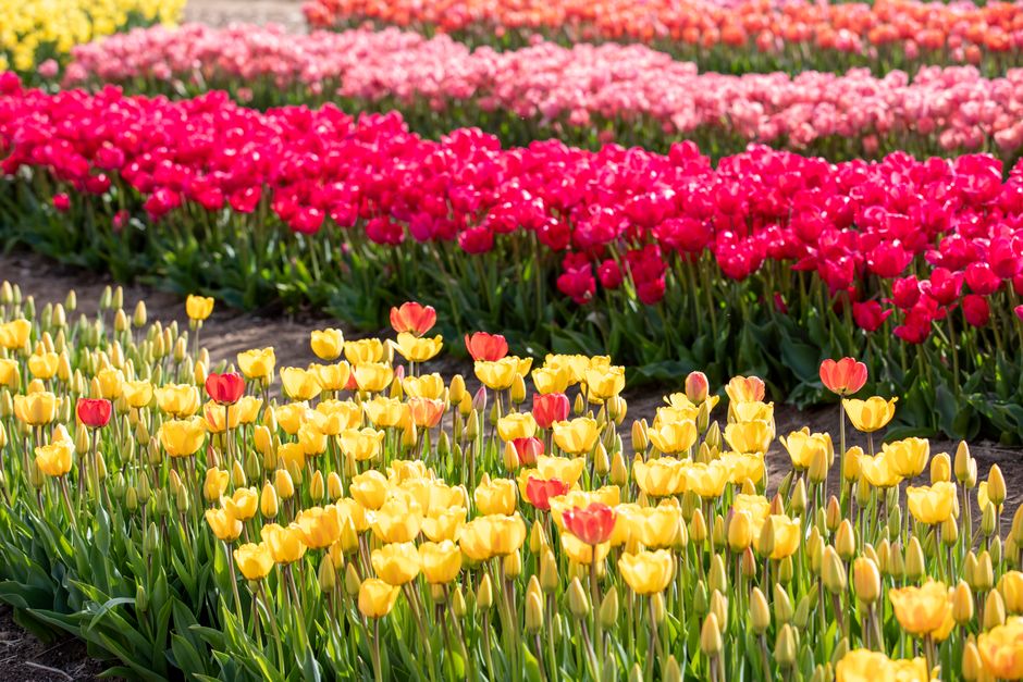 Vibrant tulip field showcasing pink, red, and yellow blooms during spring season.