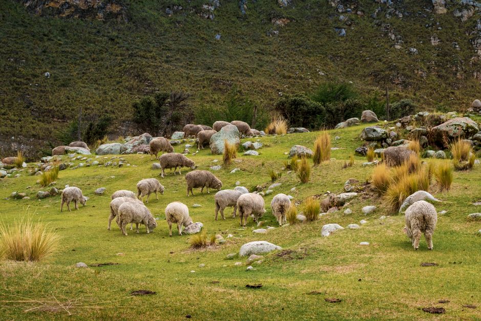A serene view of a flock of sheep grazing in the pastoral highlands of Jauja, Junín, Peru.