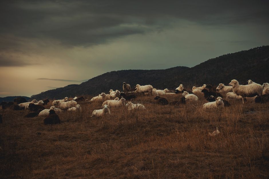A peaceful herd of sheep in a countryside field under a moody sky.