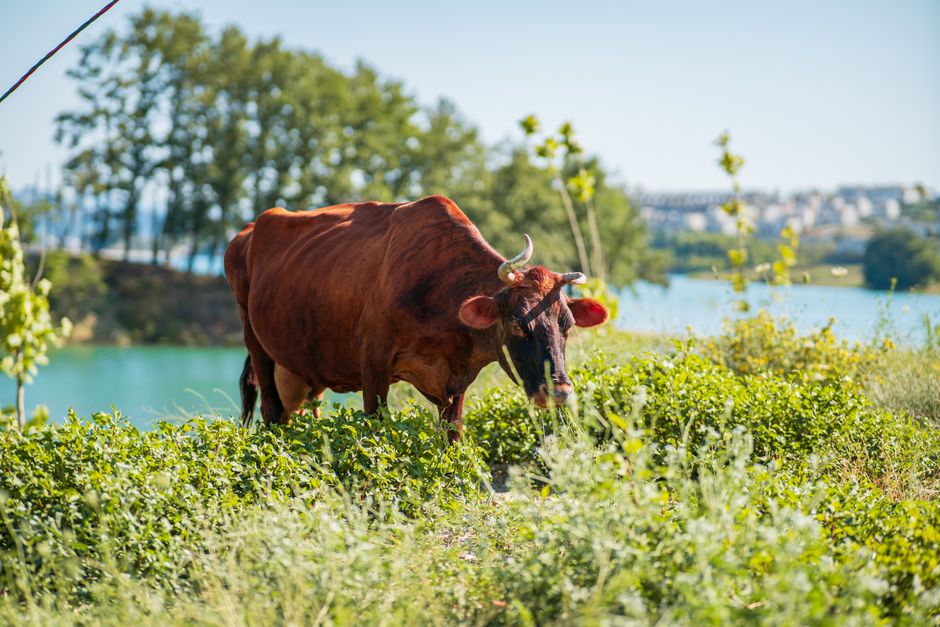 A brown cow peacefully grazes on lush grass beside a tranquil lake under a clear blue sky.