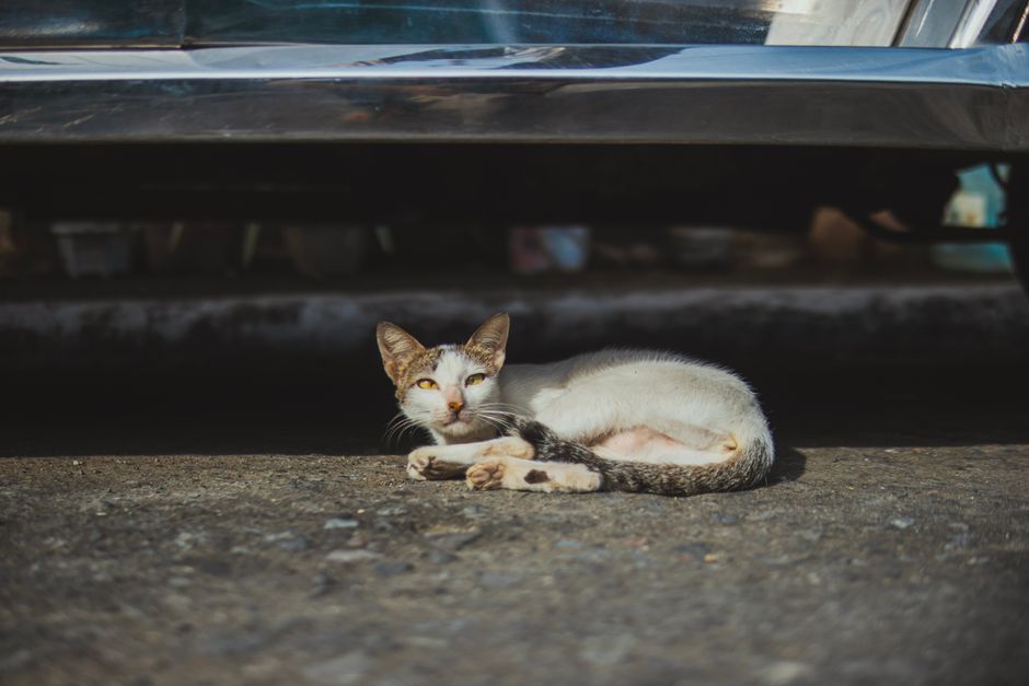 A stray cat lying on the pavement under a car, basking in the sunlight, adding to urban animal charm.