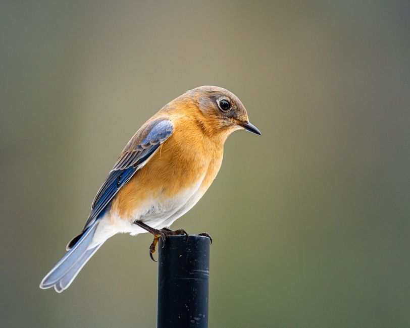 Close-up of an Eastern Bluebird (Sialia sialis) sitting on a black metal pipe with a blurred background.
