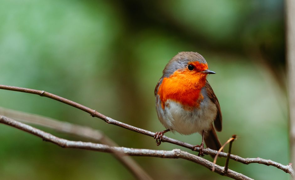 Close-up of a European Robin with a vivid orange chest, perched on a branch.