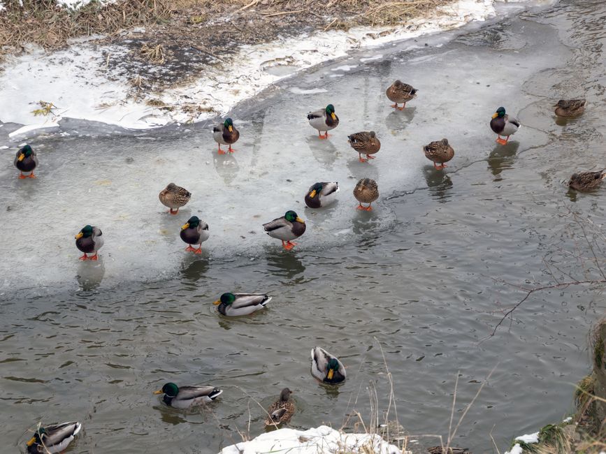 Group of mallard ducks on a partially frozen riverbank during winter.